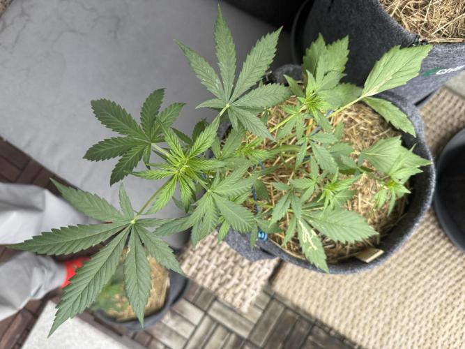 #2026 Balkon GROW Germany - Maui Wowie. Week 5 - Day #33