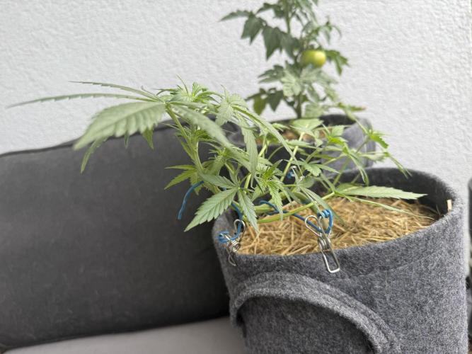 #2026 Balkon GROW Germany - Maui Wowie. Week 5 - Day #33