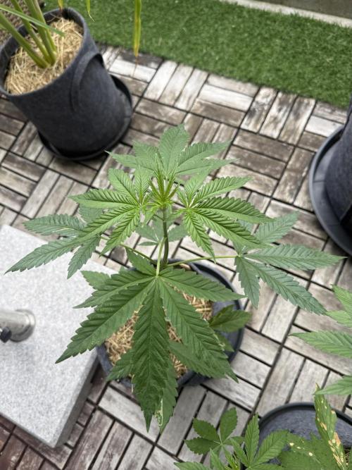 #2026 Balkon GROW Germany - All Gas OG. Week 5 - Day #33