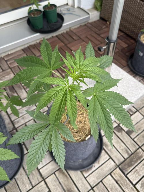 #2026 Balkon GROW Germany - All Gas OG. Week 5 - Day #33