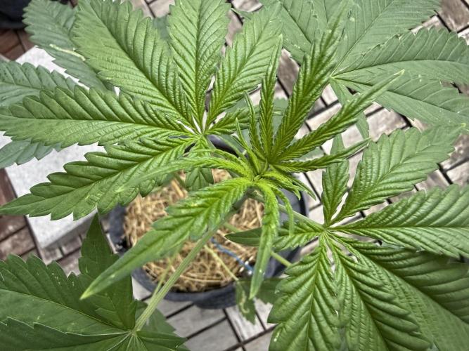 #2026 Balkon GROW Germany - All Gas OG. Week 5 - Day #33