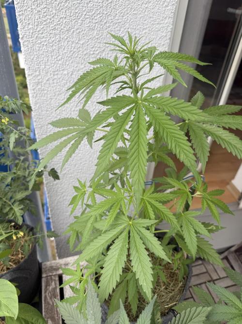 #2026 Balkon GROW Germany - GSC. Week 5 - Day #36