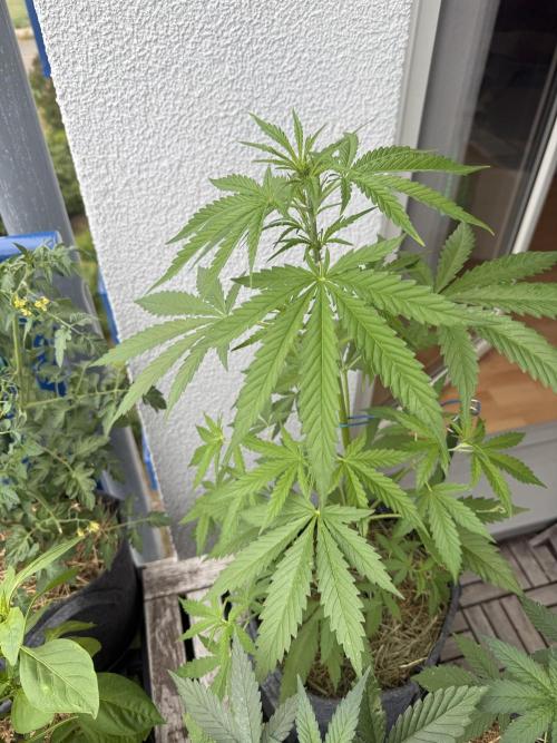 #2026 Balkon GROW Germany - GSC. Week 5 - Day #36