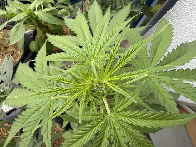 Girl Scout Cookies Auto. Week 5