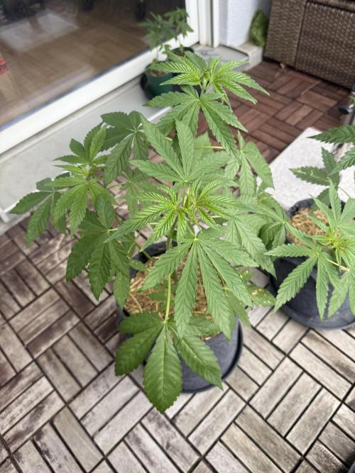 #2026 Balkon GROW Germany - Zkittels. Week 5 - Day #36