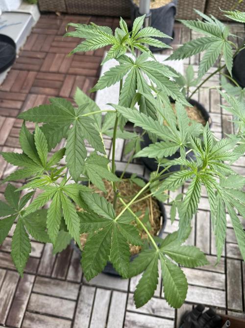 #2026 Balkon GROW Germany - Zkittels. Week 5 - Day #36