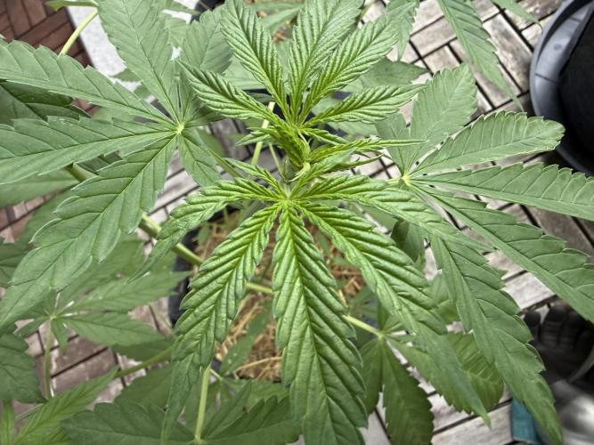 #2026 Balkon GROW Germany - Zkittels. Week 5 - Day #36