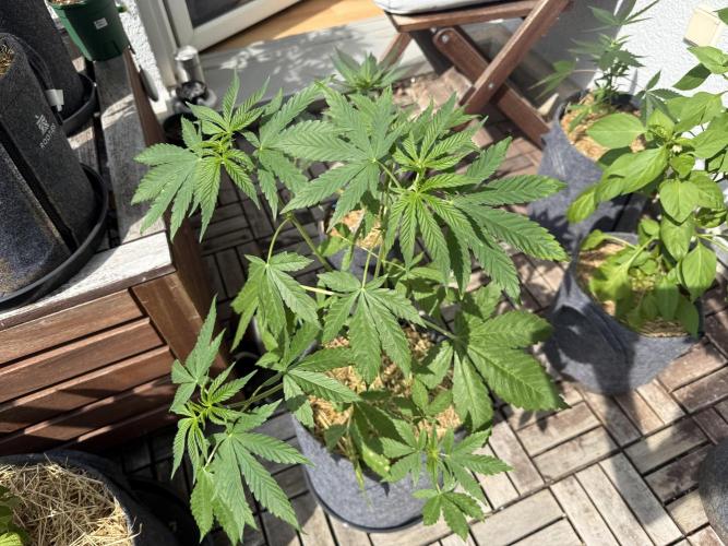 #2026 Balkon GROW Germany - Zkittels. Week 5 - Day #37
