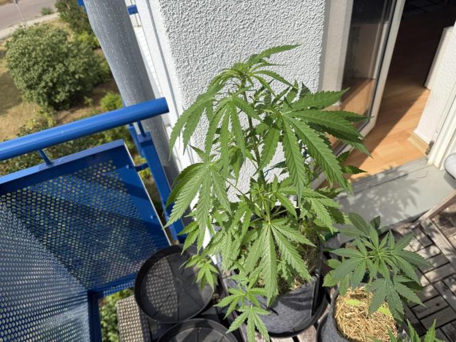 #2026 Balkon GROW Germany - GSC. Week 5 - Day #37