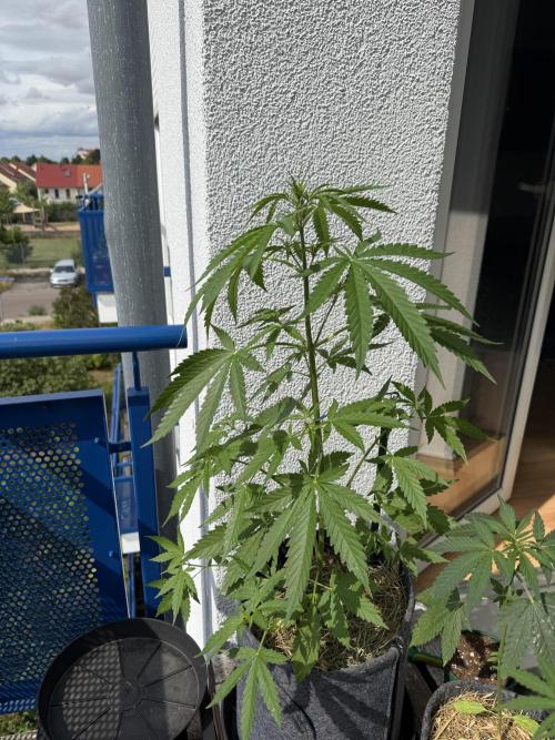 Girl Scout Cookies Auto. Week 5