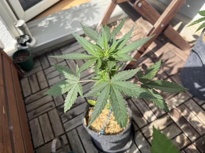 Red Poison Auto. Week 4