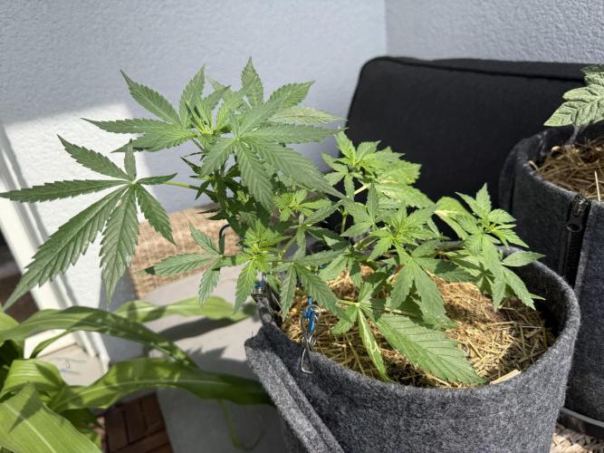 #2026 Balkon GROW Germany - Maui Wowie. Week 5 - Day #34