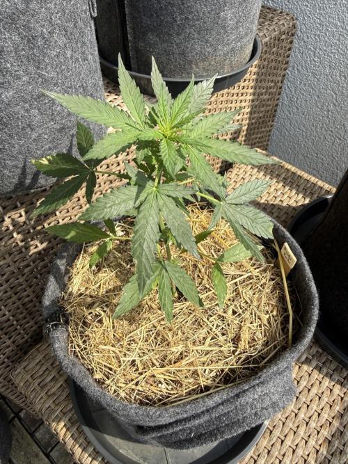 Hindu Kush Automatic. Week 4