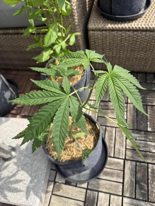 #2026 Balkon GROW Germany - All Gas OG. Week 5 - Day #34