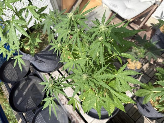 #2026 Balkon GROW Germany - Runtz. Week 6 - Day #46