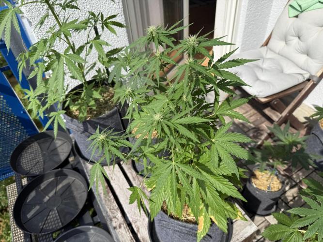#2026 Balkon GROW Germany - Runtz. Week 6 - Day #46