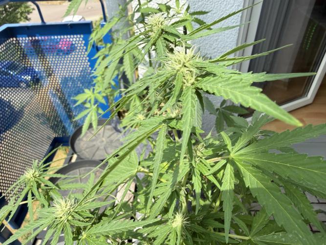 #2026 Balkon GROW Germany - Runtz. Week 6 - Day #46