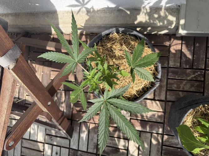 Purple Lemonade FF. Week 4