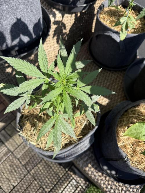 Hindu Kush Automatic. Week 5