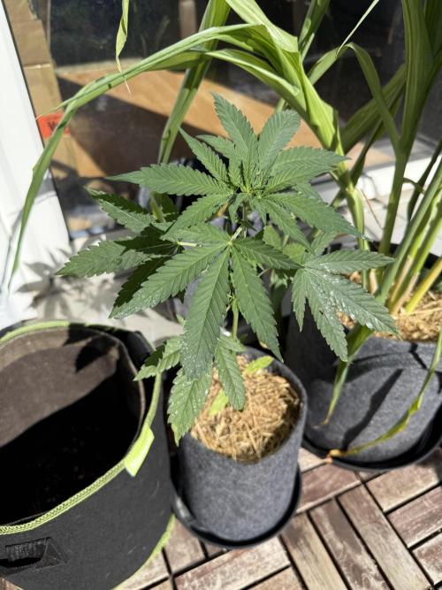Strawberry Gorilla Auto RF3. Week 5