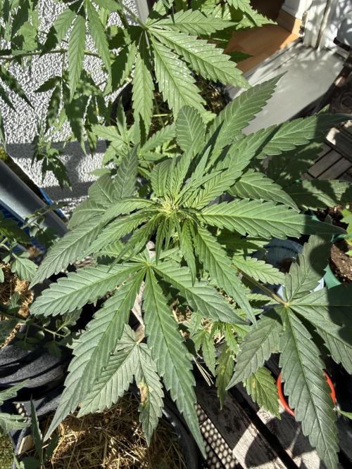 #2026 Balkon GROW Germany - Red Poison. Week 5