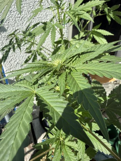 Red Poison Auto. Week 5