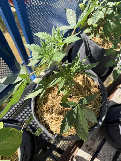 #2026 Balkon GROW Germany - Purple. Week 5 - Day #33