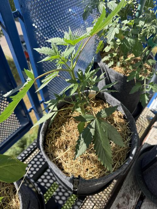 Purple Lemonade FF. Week 5