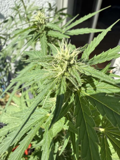 #2026 Balkon GROW Germany - Runtz. Week 7 - Day #49