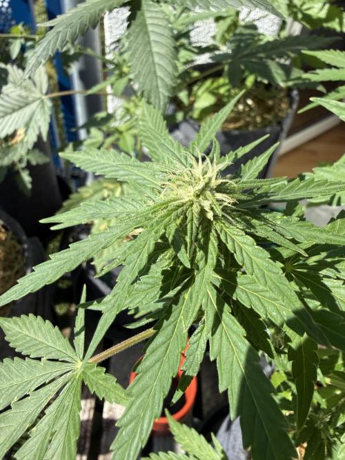 #2026 Balkon GROW Germany - Runtz. Week 7 - Day #49