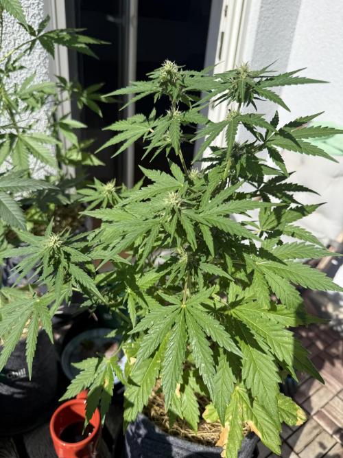 #2026 Balkon GROW Germany - Runtz. Week 7 - Day #49