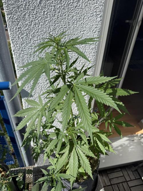 #2026 Balkon GROW Germany - GSC. Week 5 - Day #40