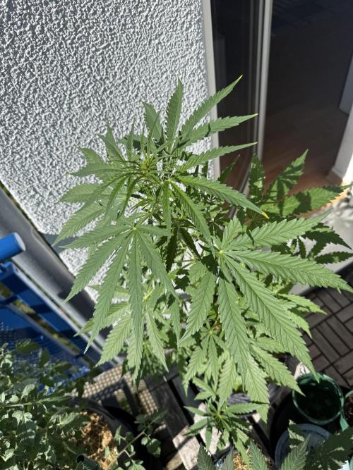 #2026 Balkon GROW Germany - GSC. Week 5 - Day #40