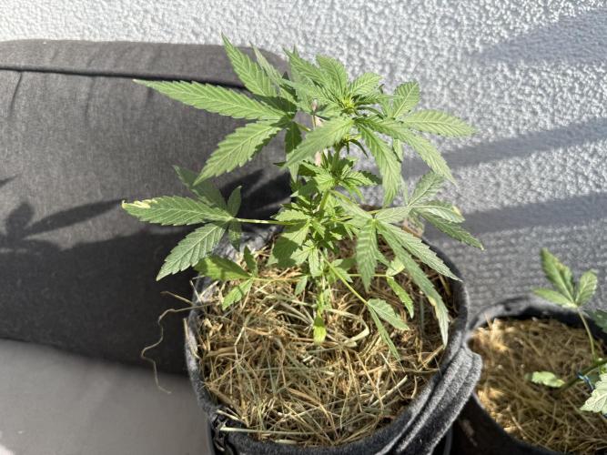 #2026 Balkon GROW Germany - Hindu Kush. Week 5 - Day #36