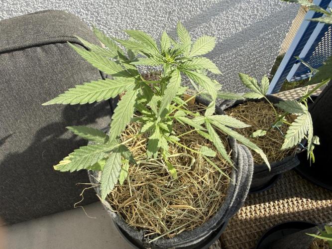 Hindu Kush Automatic. Week 5