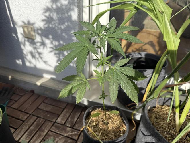 Strawberry Gorilla Auto RF3. Week 5