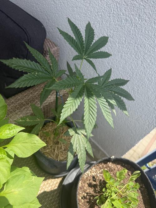#2026 Balkon GROW Germany - All Gas OG. Week 6 - Day #40