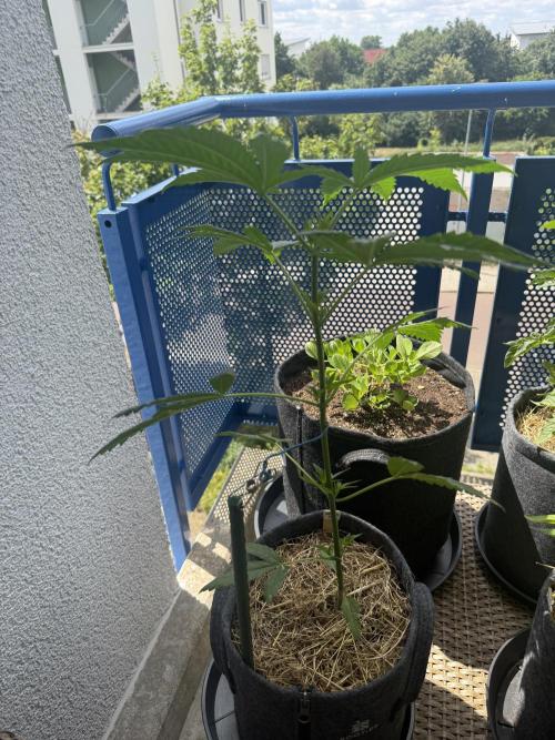 #2026 Balkon GROW Germany - All Gas OG. Week 6 - Day #40