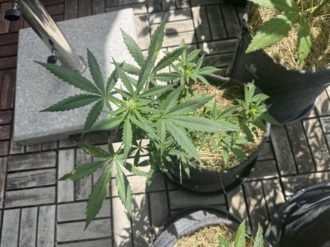 #2026 Balkon GROW Germany - Maui Wowie. Week 6 - Day #40