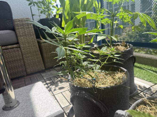 #2026 Balkon GROW Germany - Maui Wowie. Week 6 - Day #40