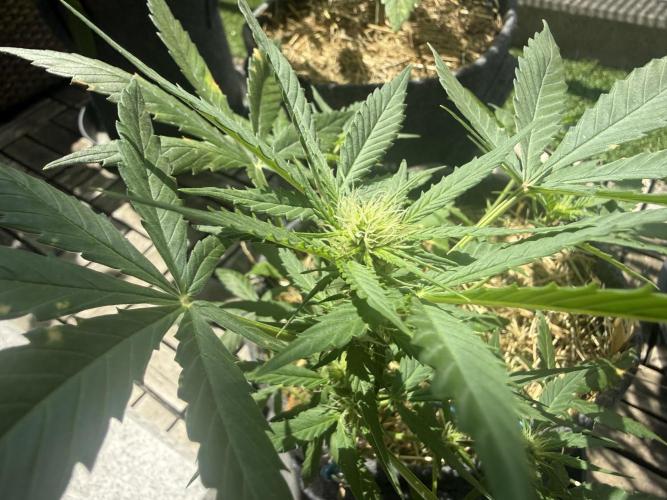 Maui Wowie. Week 6