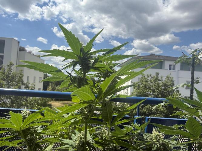#2026 Balkon GROW Germany - Runtz. Week 7 - Day #52