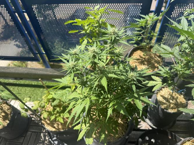 #2026 Balkon GROW Germany - Runtz. Week 7 - Day #52