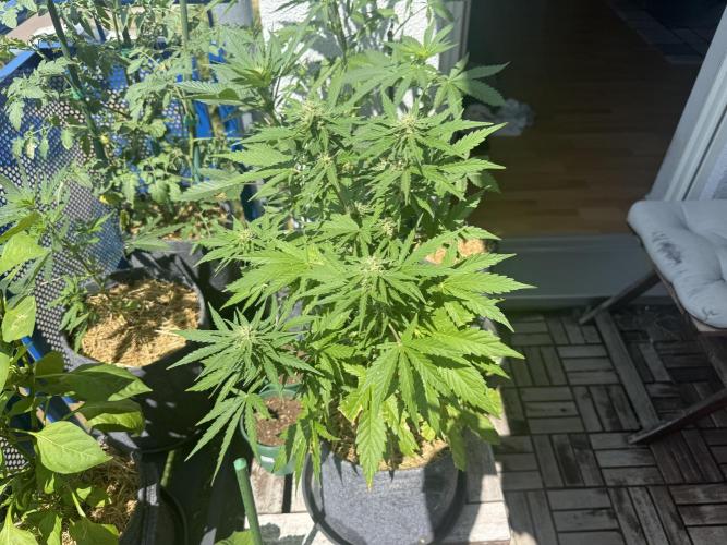 #2026 Balkon GROW Germany - Runtz. Week 7 - Day #52
