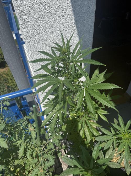 #2026 Balkon GROW Germany - GSC. Week 6 - Day #43