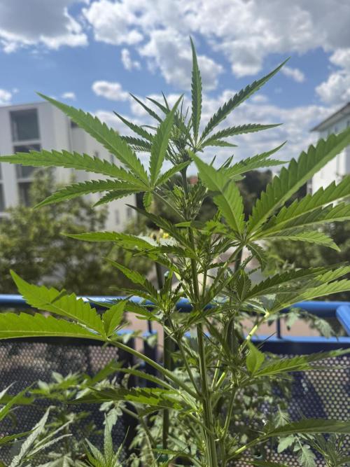 #2026 Balkon GROW Germany - GSC. Week 6 - Day #43
