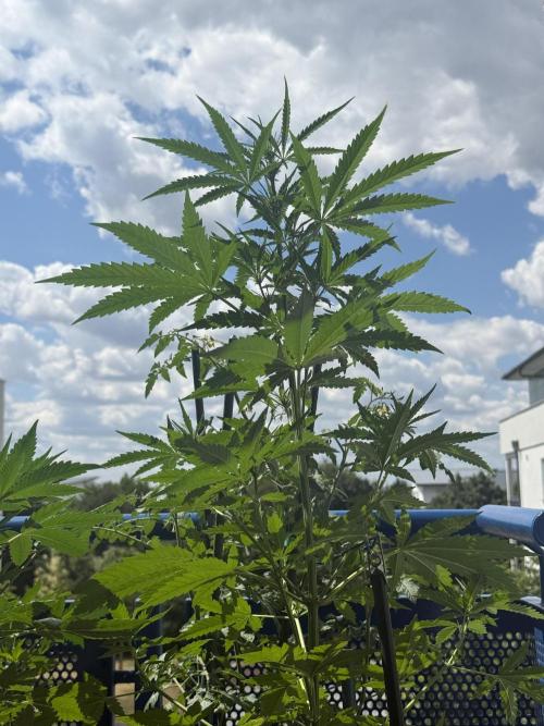 #2026 Balkon GROW Germany - GSC. Week 6 - Day #43