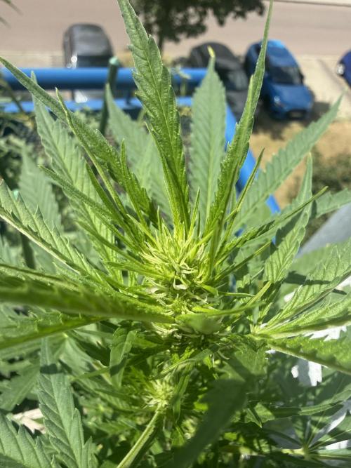 #2026 Balkon GROW Germany - GSC. Week 6 - Day #43