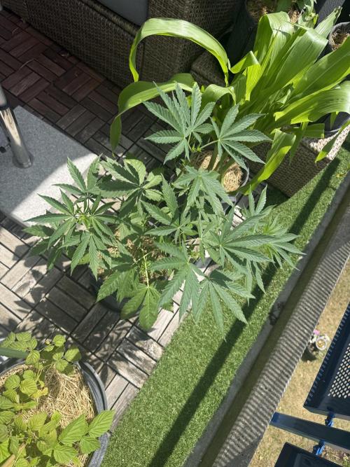 #2026 Balkon GROW Germany - Zkittels. Week 6 - Day #43