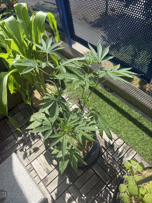 #2026 Balkon GROW Germany - Zkittels. Week 6 - Day #43